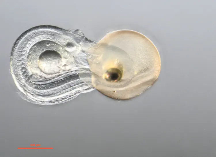 Hatching European smelt embryo. Find out more about this research [_here_](/publication/journal-article/2023-reiser-et-al-aq-liv-res/)