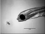 Direct Effects of Microalgae and Protists on Herring (Clupea harengus) Yolk Sac Larvae