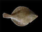 Ontogeny of swimming capacity in plaice (Pleuronectes platessa) larvae