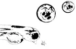 Bottom-up effects on growth and survival of larval Atlantic herring (Clupea harengus) from the North- and Baltic Seas