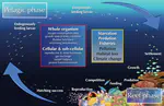 Physiology can contribute to better understanding, management, and conservation of coral reef fishes