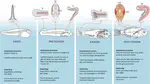 Swimming performance of marine fish larvae: review of a universal trait under ecological and environmental pressure