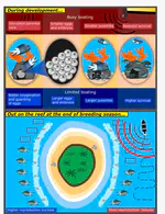 Limiting motorboat noise on coral reefs boosts fish reproductive success