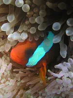 Rapid physiological and transcriptomic changes associated with oxygen delivery in larval anemonefish suggest a role in adaptation to life on hypoxic coral reefs